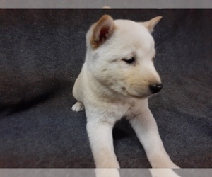 Shiba Inu Puppy for sale in CAMERON, MO, USA