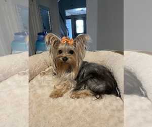 Father of the Yorkshire Terrier puppies born on 02/27/2026