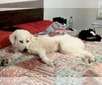 Small #7 Great Pyrenees