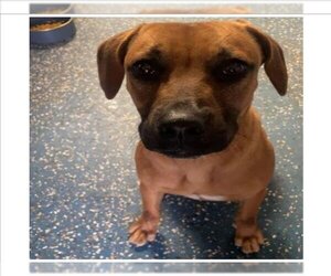 Black Mouth Cur-Unknown Mix Dogs for adoption in San Antonio, TX, USA