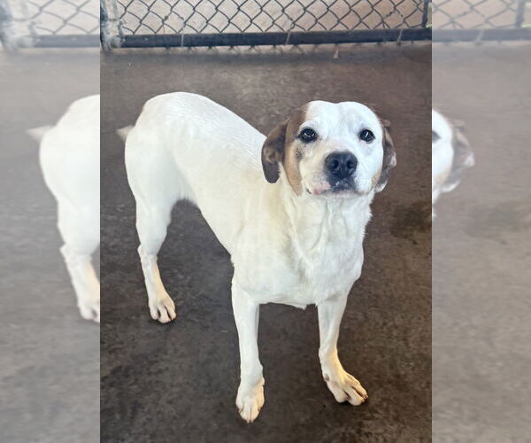 Medium Photo #4 Mutt Puppy For Sale in Bolivar, MO, USA