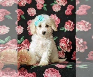 Bichpoo Puppy for sale in NOTTINGHAM, PA, USA