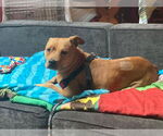 Small #1 American Pit Bull Terrier Mix