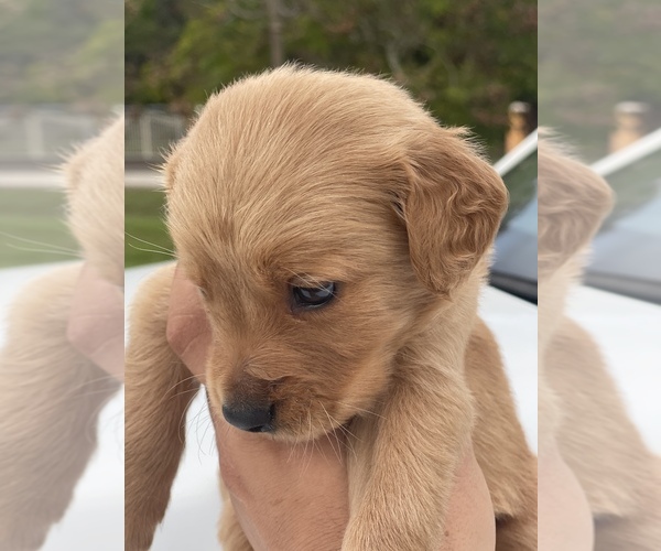 Medium Photo #5 Golden Retriever Puppy For Sale in TAMPA, FL, USA