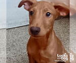 Small #1 Labrador Retriever-Retriever  Mix