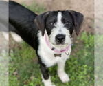 Small #9 Mutt