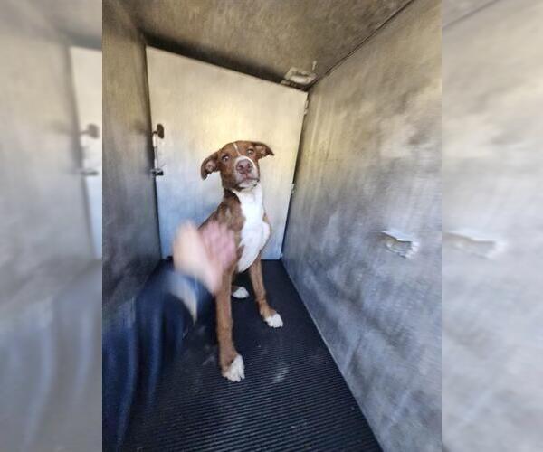 Medium Photo #1 Labrador Retriever-Unknown Mix Puppy For Sale in San Antonio, TX, USA