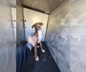 Labrador Retriever-Unknown Mix Dogs for adoption in San Antonio, TX, USA