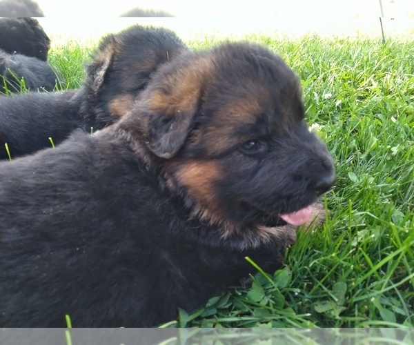 Medium Photo #6 German Shepherd Dog Puppy For Sale in MILFORD, IN, USA