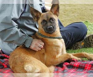 Mutt Dogs for adoption in Tallahassee, FL, USA