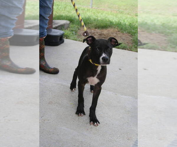 Medium Photo #2 Mutt Puppy For Sale in Abbeville, LA, USA