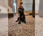 Small Photo #21 Cane Corso Puppy For Sale in ATASCOCITA, TX, USA