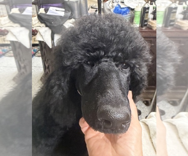 Medium Photo #1 Poodle (Standard) Puppy For Sale in OKEECHOBEE, FL, USA