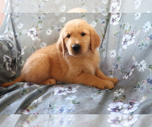Golden Retriever Puppy for sale in SHILOH, OH, USA