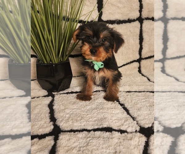 Medium Photo #3 Yorkshire Terrier Puppy For Sale in INDIANAPOLIS, IN, USA