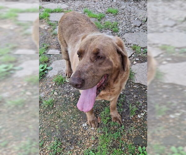 Medium Photo #3 Labrador Retriever-Retriever  Mix Puppy For Sale in Mountain View, AR, USA