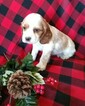 Small Photo #4 Cocker Spaniel Puppy For Sale in ATKINSONS MILLS, PA, USA