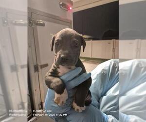 Doberman Pinscher-Unknown Mix Dogs for adoption in San Antonio, TX, USA