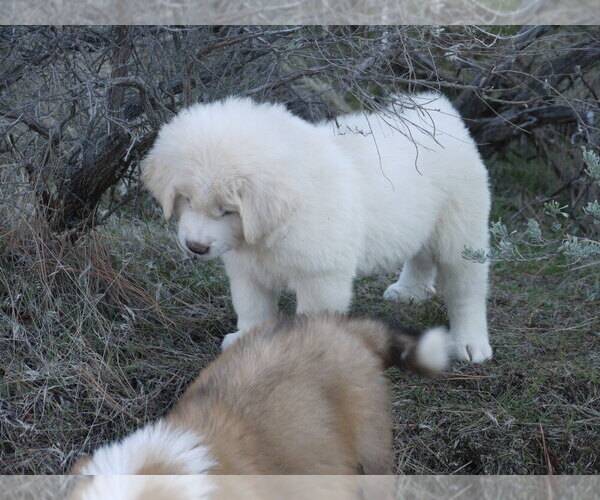 Medium Photo #8 Great Pyrenees-Tibetan Mastiff Mix Puppy For Sale in Lillooet, British Columbia, Canada