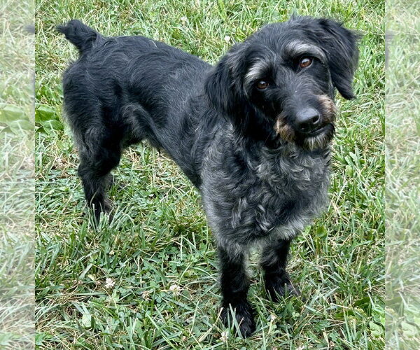 Medium Photo #1 Mutt Puppy For Sale in Batavia, OH, USA