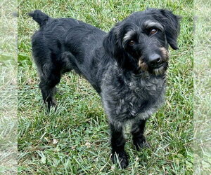 Mutt Dogs for adoption in Batavia, OH, USA