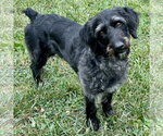Charcoal - Male Mutt Dog for Adoption - Small photo