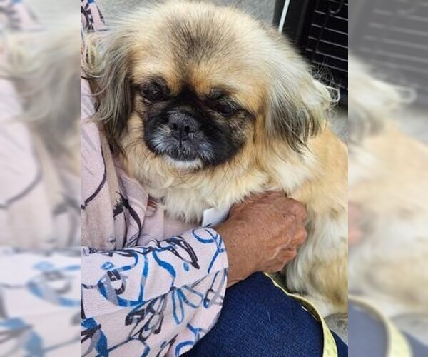 Medium Photo #1 Pekingese-Unknown Mix Puppy For Sale in Holly Springs, NC, USA