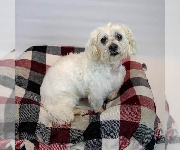 Medium Photo #4 Maltese-Unknown Mix Puppy For Sale in Kennesaw, GA, USA