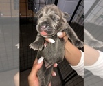 Small Photo #5 Cane Corso Puppy For Sale in ORLANDO, FL, USA