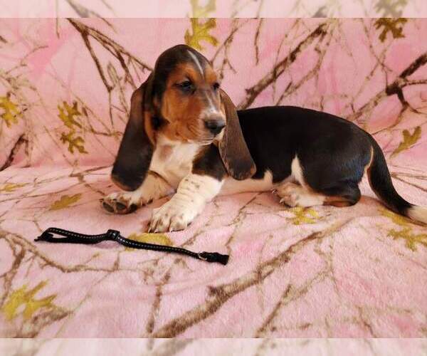 Medium Photo #1 Basset Hound Puppy For Sale in FAYETTEVILLE, TN, USA