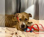Small American Staffordshire Terrier Mix