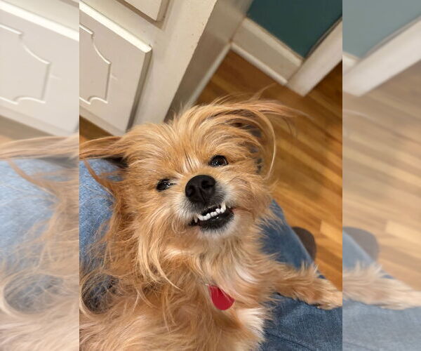 Medium Photo #11 Mutt Puppy For Sale in Arlington, VA, USA