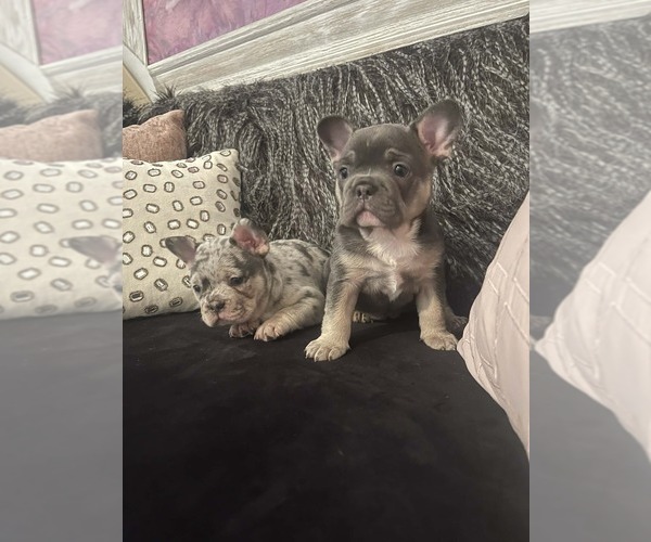 Medium Photo #5 French Bulldog Puppy For Sale in CINCINNATI, OH, USA