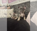 Small #4 French Bulldog