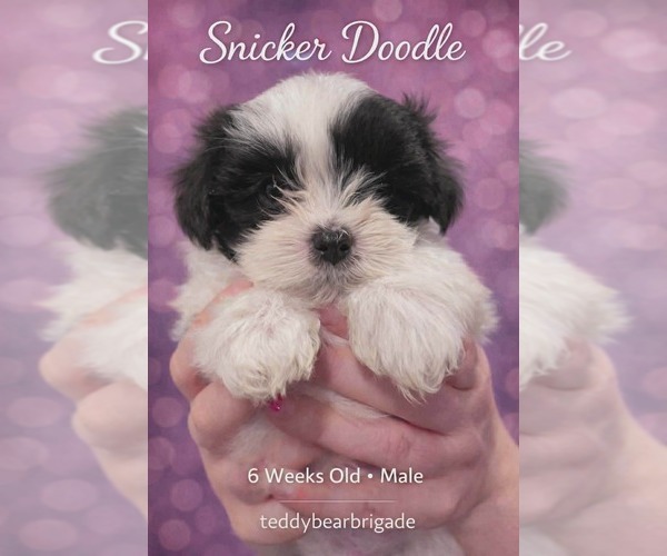 Medium Photo #2 Mal-Shi Puppy For Sale in NASHVILLE, TN, USA