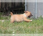 Small Photo #33 American Pit Bull Terrier Puppy For Sale in NAPLES, FL, USA