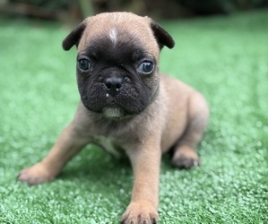 French Bulldog Puppy for sale in HICKORY, NC, USA