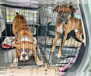 Medium Boxer