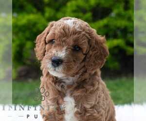 Poodle (Miniature) Puppy for sale in MADISONBURG, PA, USA