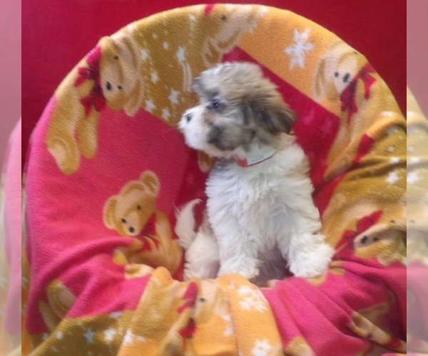 Medium Photo #3 Mal-Shi Puppy For Sale in PATERSON, NJ, USA
