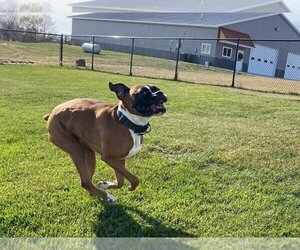 Tyson - ADOPTION PENDING!! - Male Boxer Dog for Adoption - Photo #2