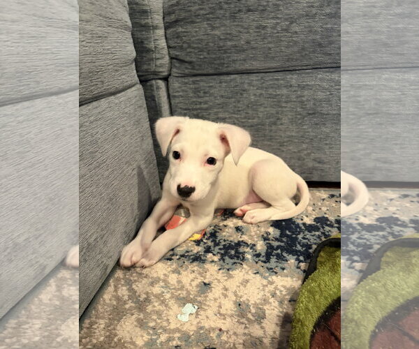 Medium Photo #3 Mutt Puppy For Sale in Plainfield, IL, USA