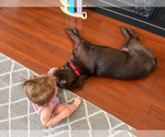 Small #1 Labrador Retriever