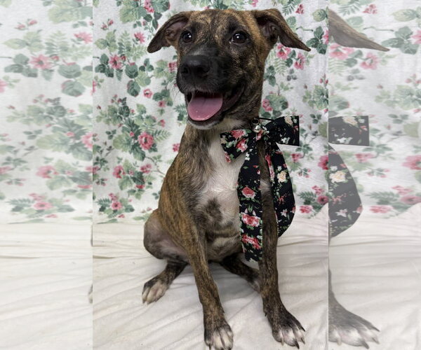 Medium Photo #1 American Pit Bull Terrier-Unknown Mix Puppy For Sale in Wetumpka, AL, USA