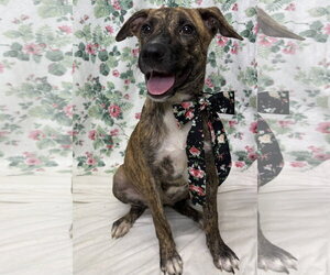American Pit Bull Terrier-Unknown Mix Dogs for adoption in Wetumpka, AL, USA
