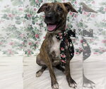 Small American Pit Bull Terrier Mix