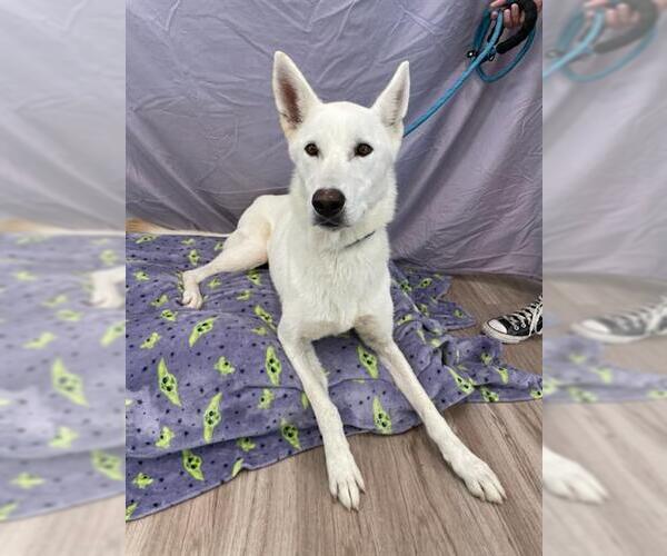 Medium Photo #2 German Shepherd Dog-Siberian Husky Mix Puppy For Sale in Baytown, TX, USA