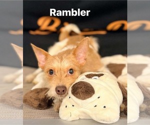 Rambler - Male Jack Chi Dog for Adoption - Photo #10