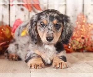Dachshund Puppy for sale in MOUNT VERNON, OH, USA