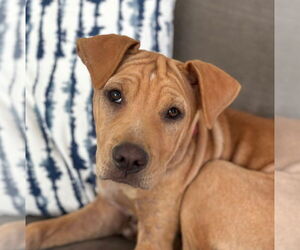 Labrador Retriever-Unknown Mix Dogs for adoption in Canton, CT, USA